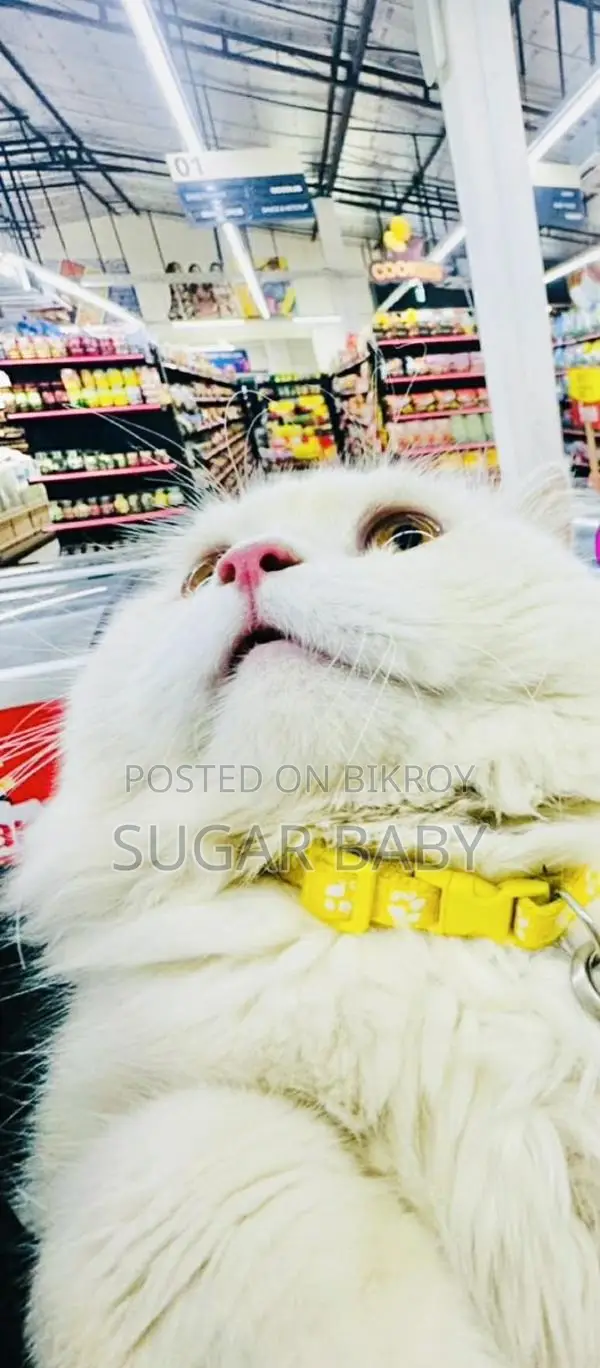 Purebred Persian Cat