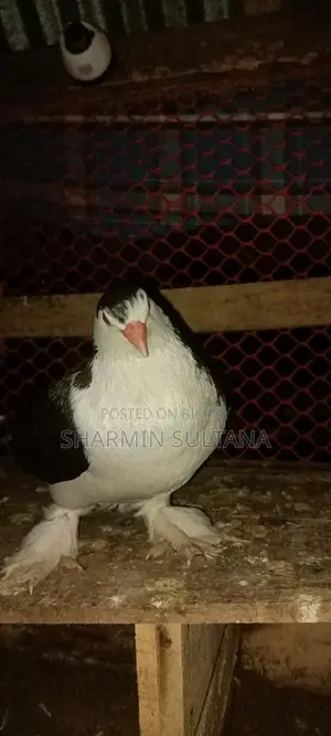 Shirazi Pigeon