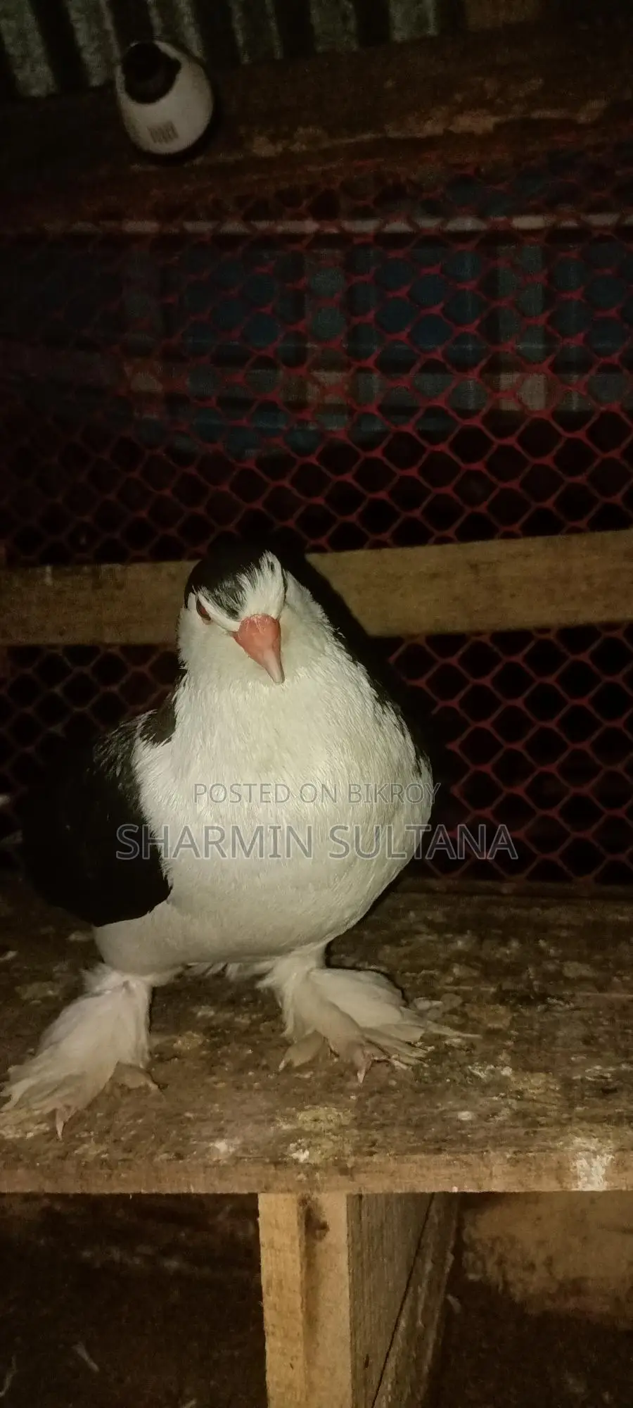 Shirazi Pigeon