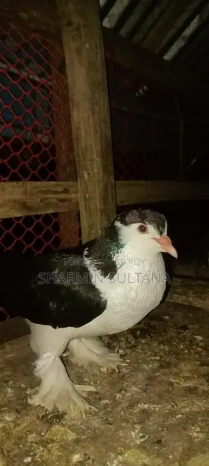 Shirazi Pigeon