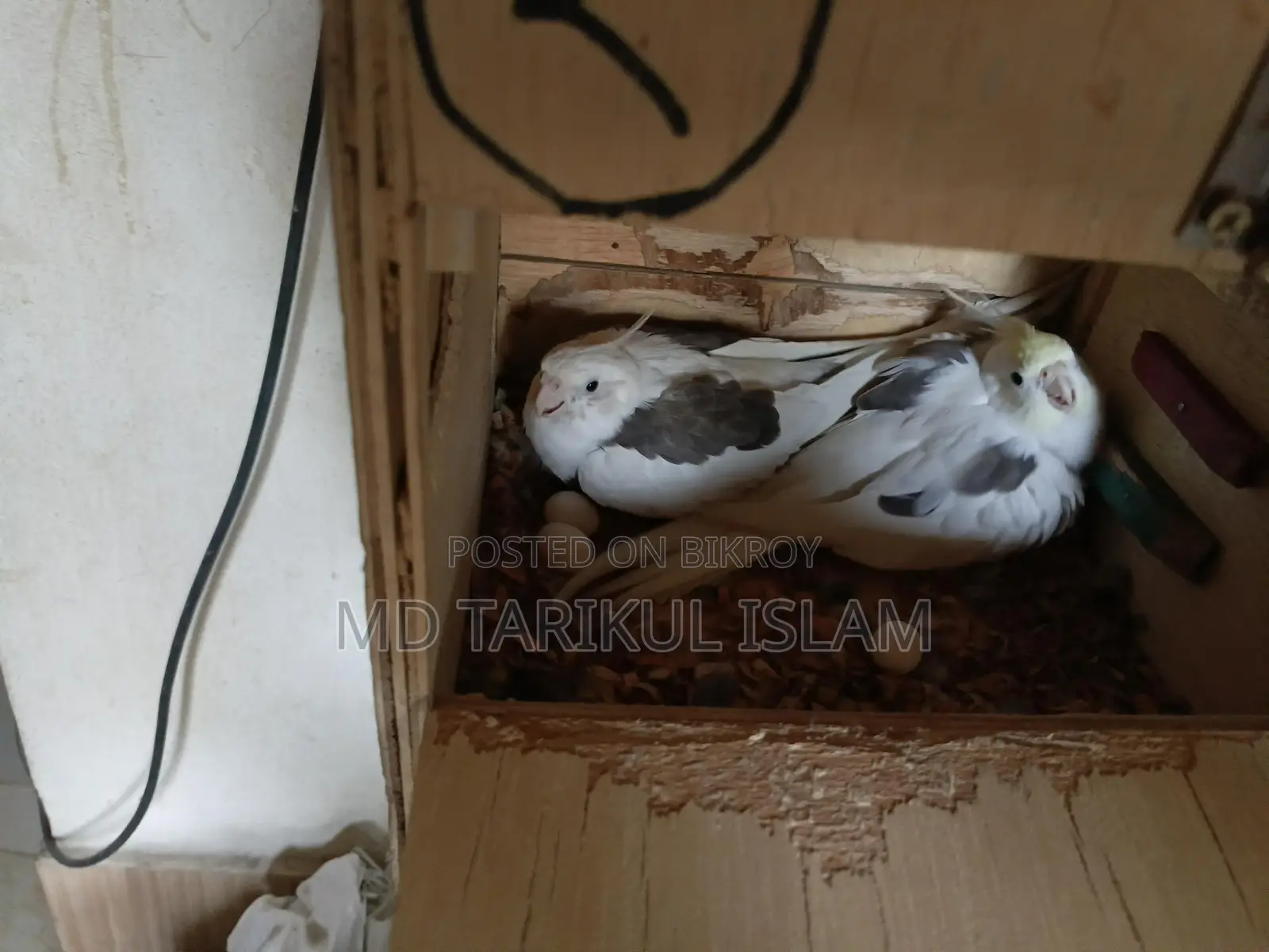 Cockatiel Running Pair