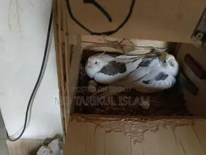 Cockatiel Running Pair