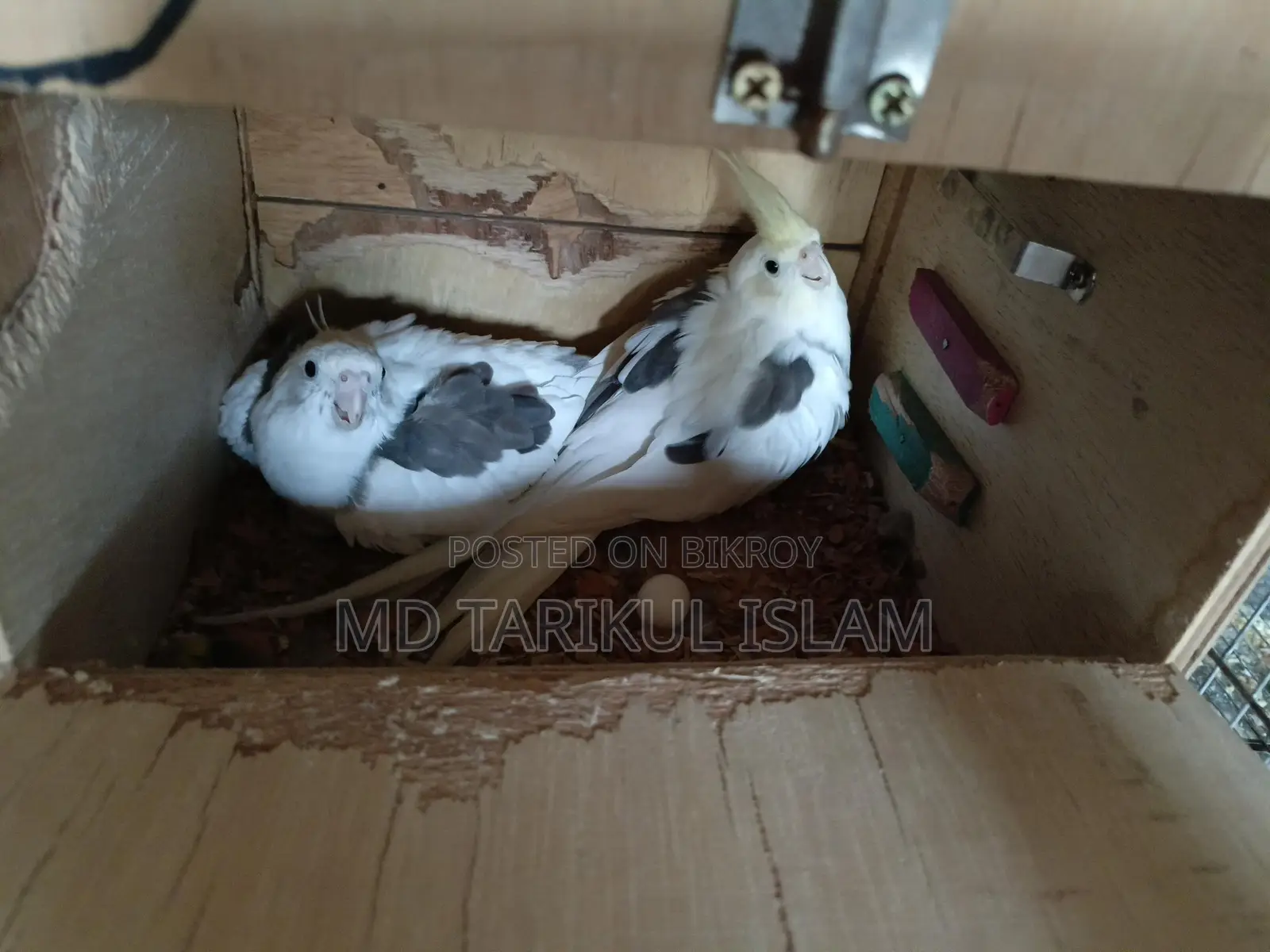 Cockatiel Running Pair