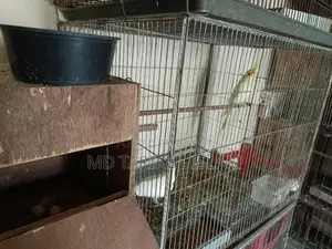 Cockatiel Running Pair
