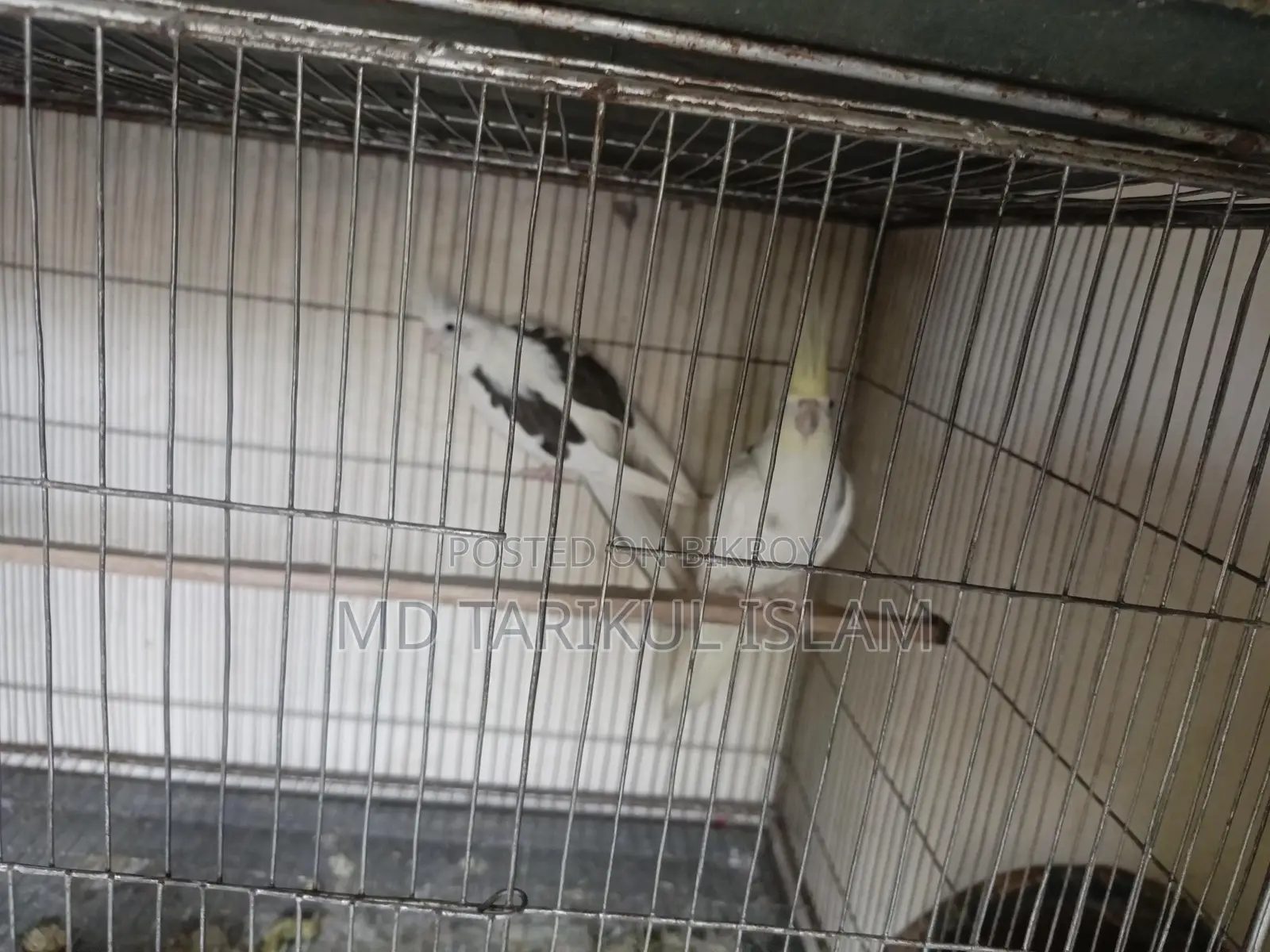 Cockatiel Running Pair