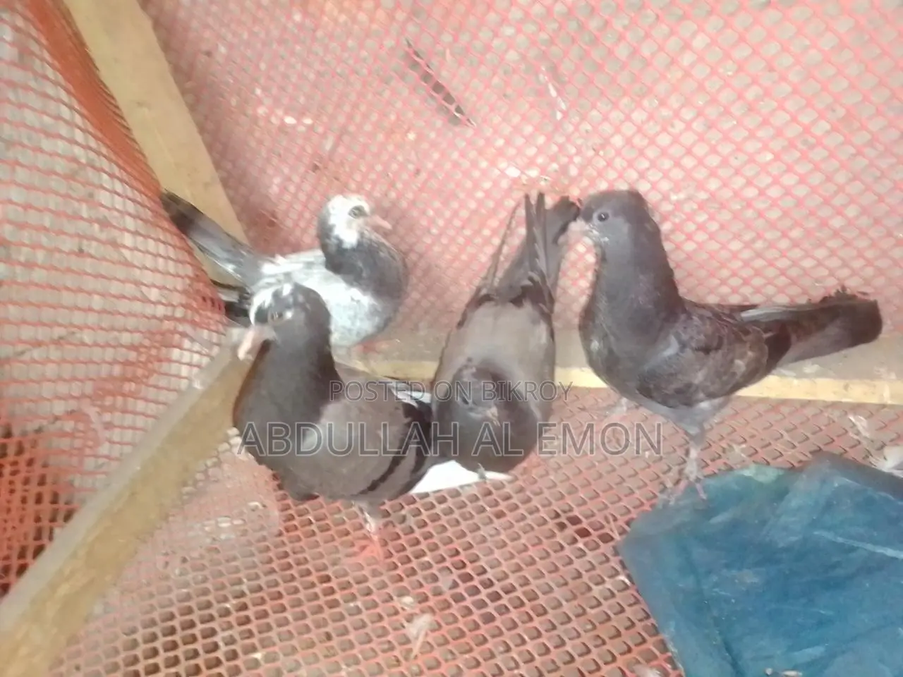 New Adult Pigeon Baby