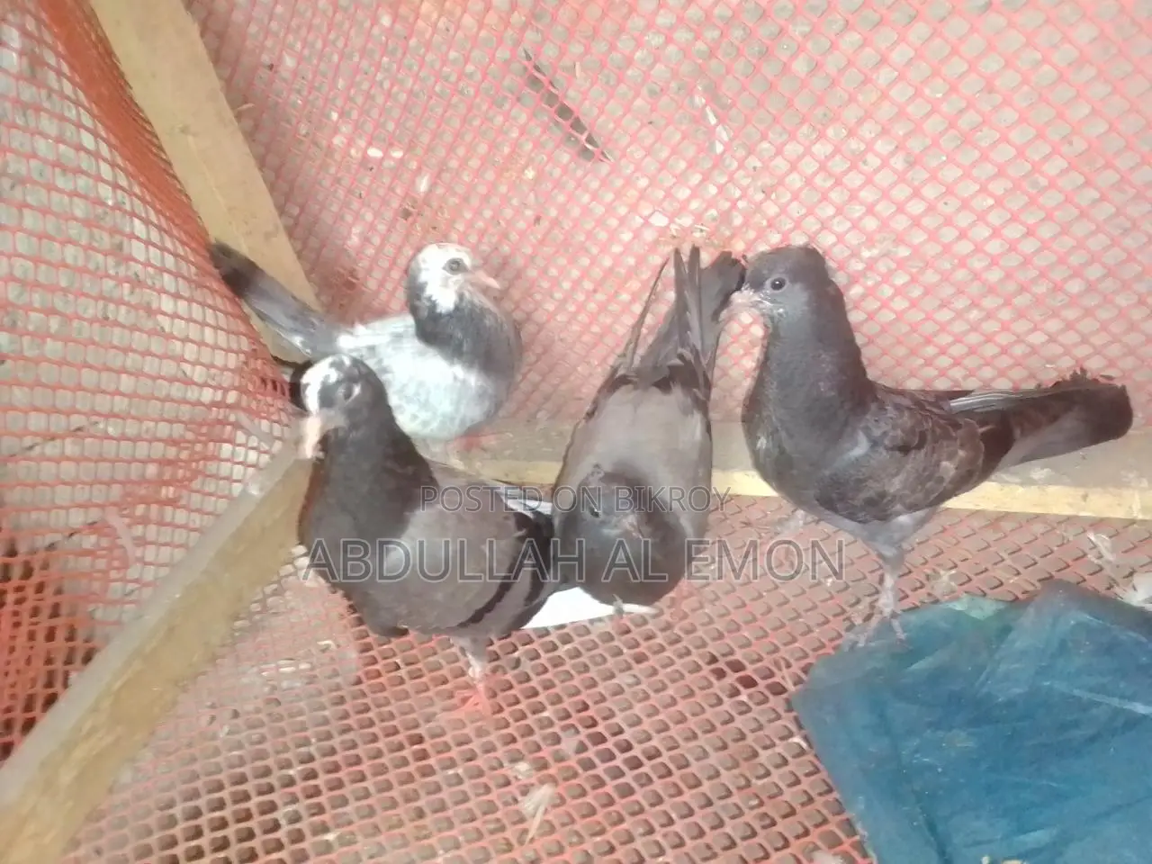 New Adult Pigeon Baby