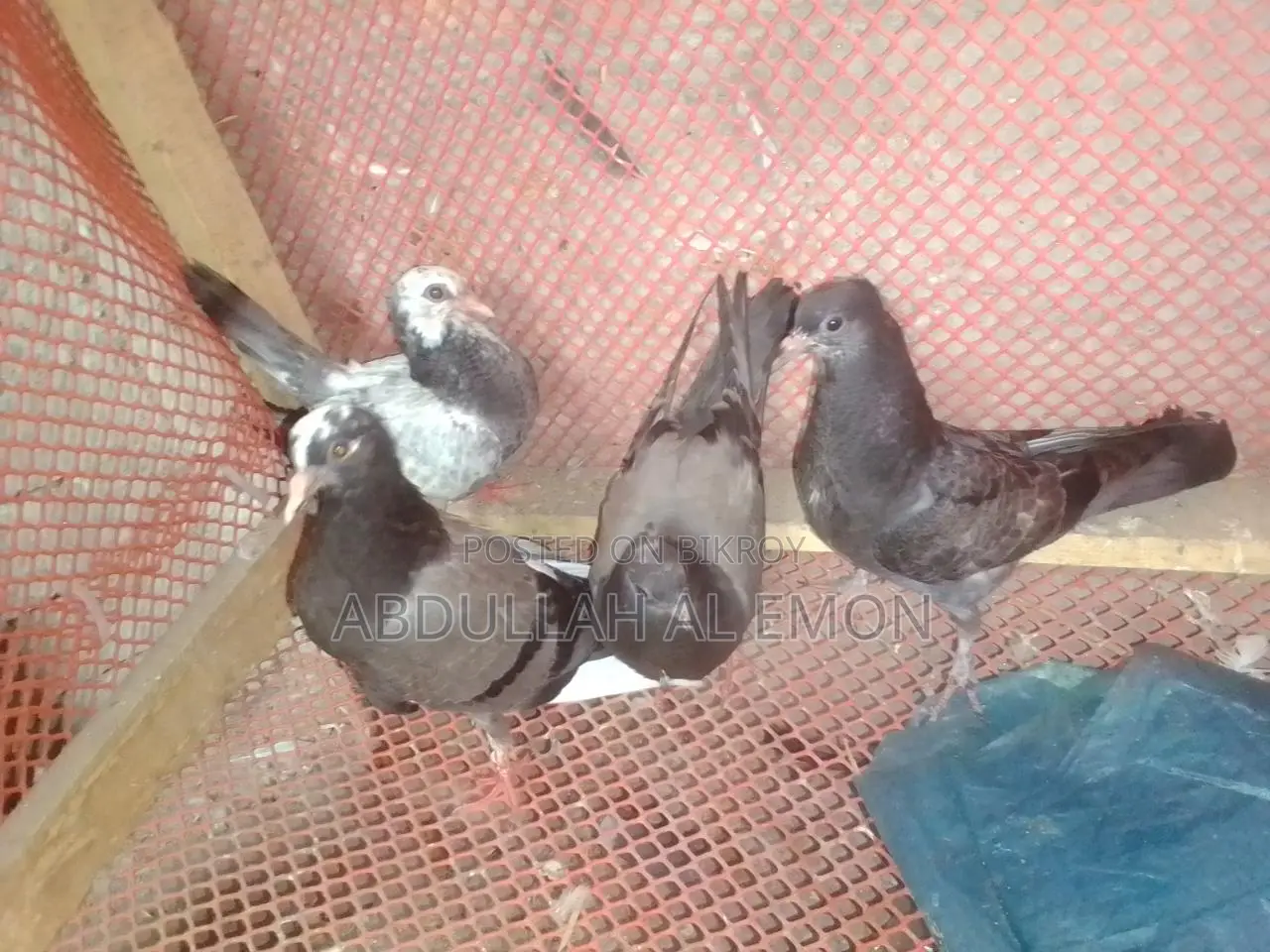 New Adult Pigeon Baby