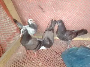 New Adult Pigeon Baby