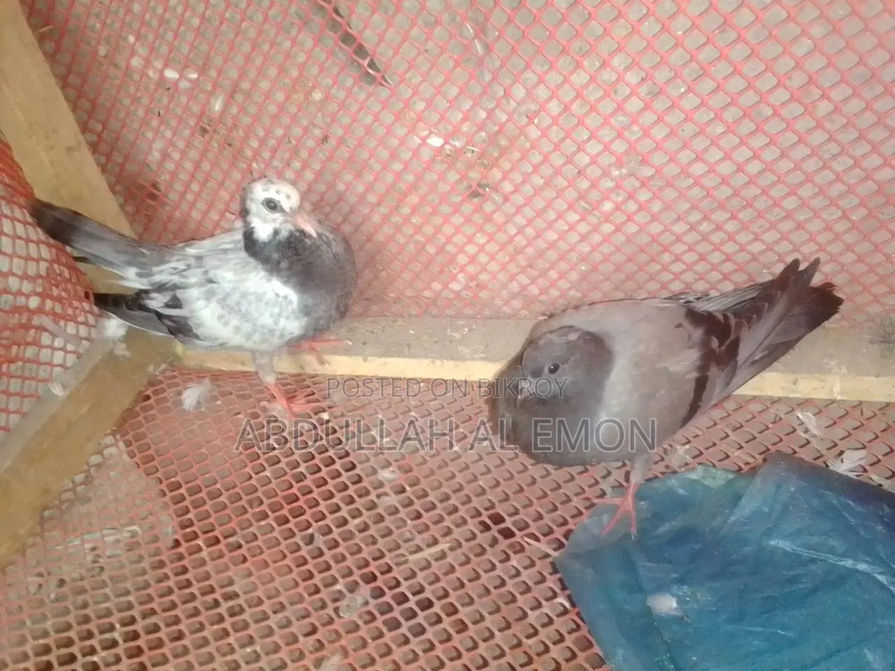 New Adult Pigeon Baby