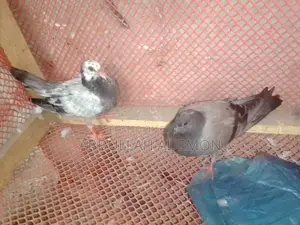 New Adult Pigeon Baby