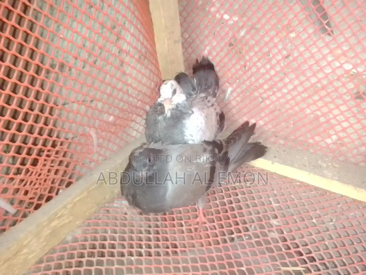 New Adult Pigeon Baby