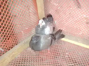 New Adult Pigeon Baby