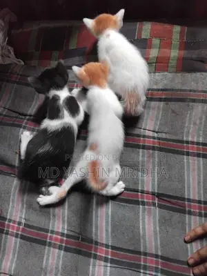 বিড়াল বিক্রি করা হবে
