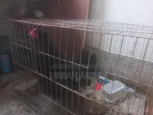 হেজা মুরগী