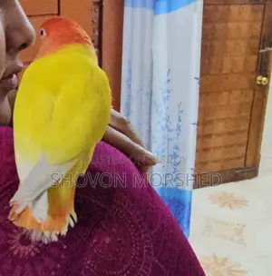 Tame Lutino Love Bird Female