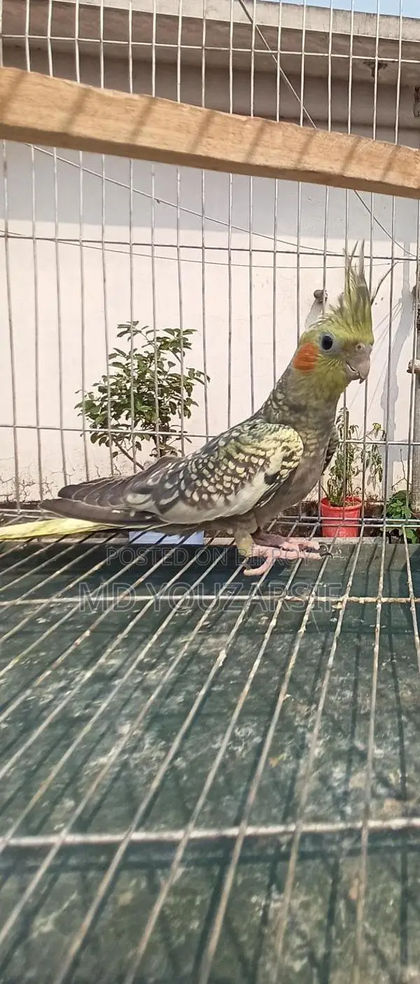 Male Cockatiel (Active)