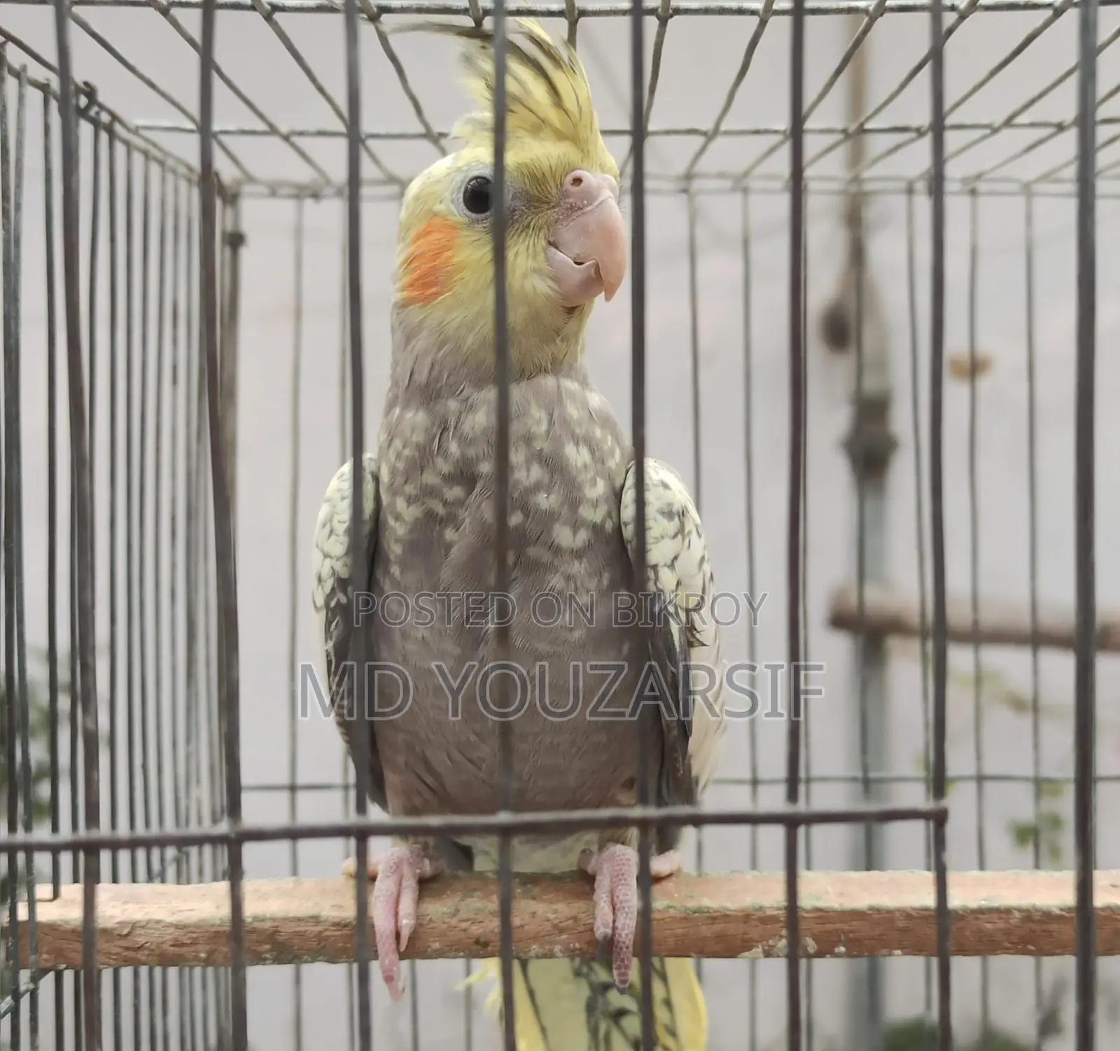 Male Cockatiel (Active)