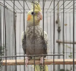 Male Cockatiel (Active)