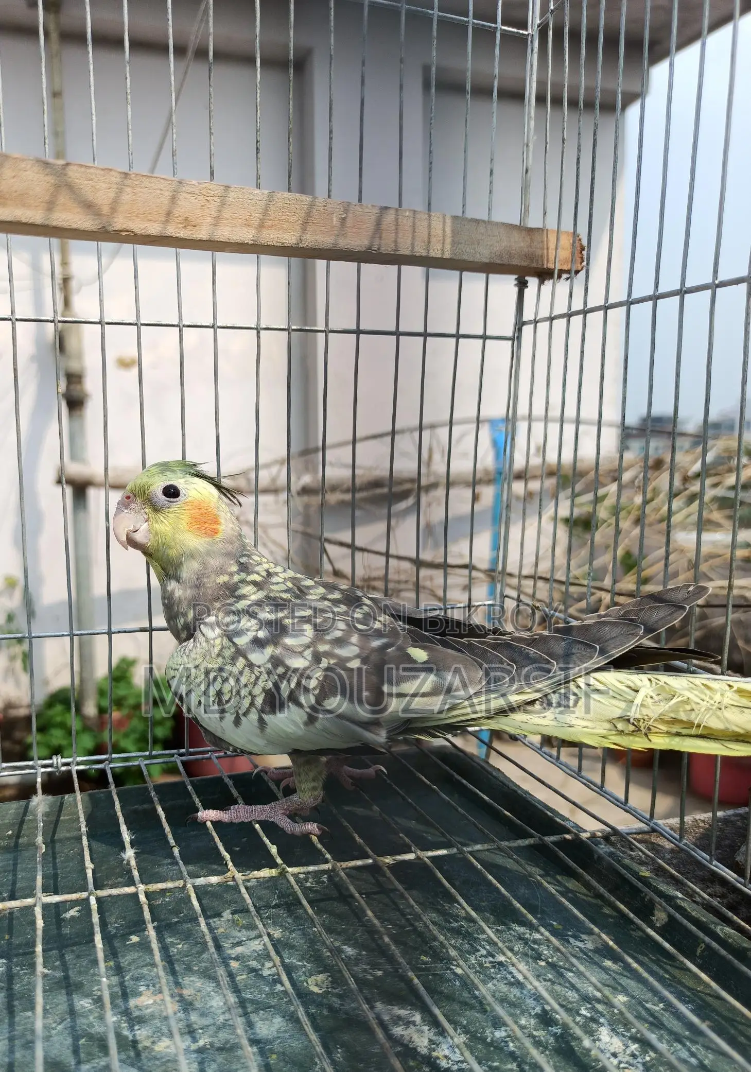 Male Cockatiel (Active)