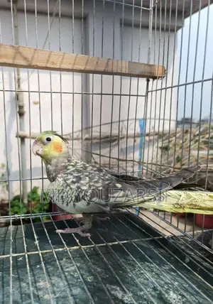 Male Cockatiel (Active)