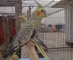 Male Cockatiel (Active)
