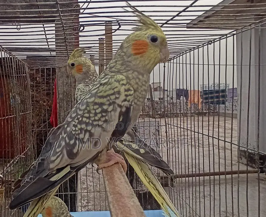 Male Cockatiel (Active)