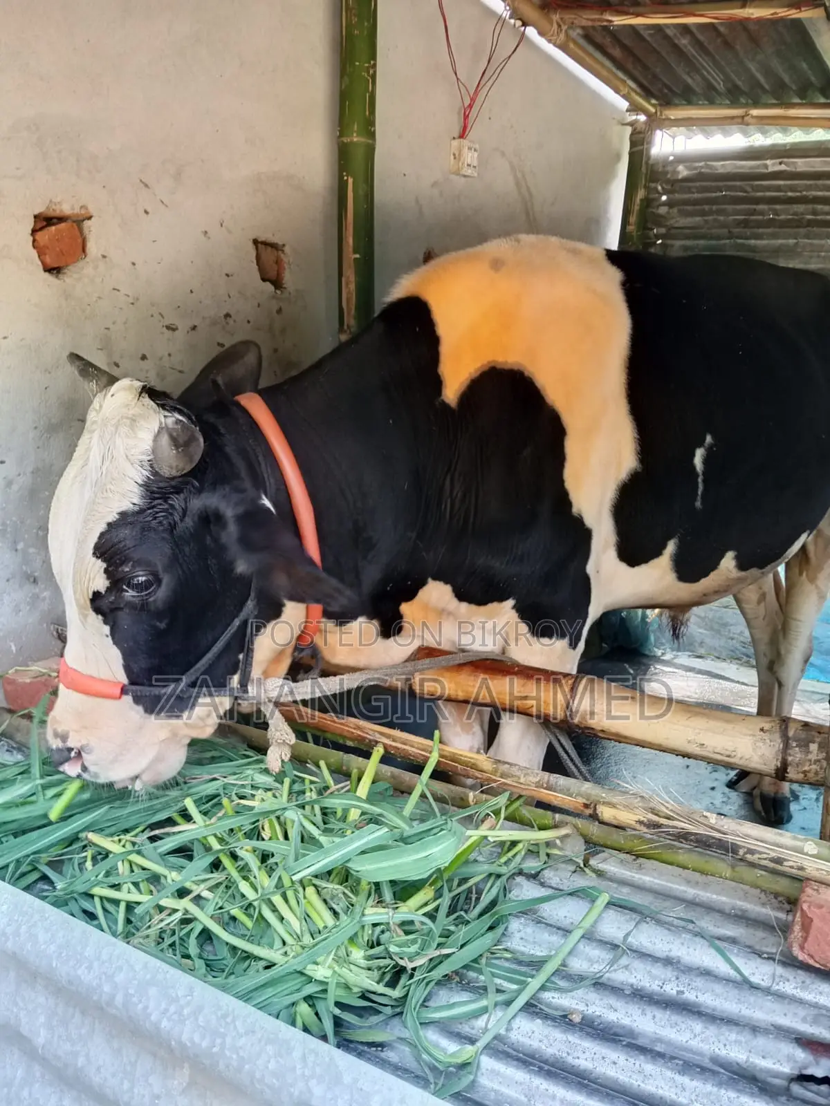 Australian cow for sale, see details below