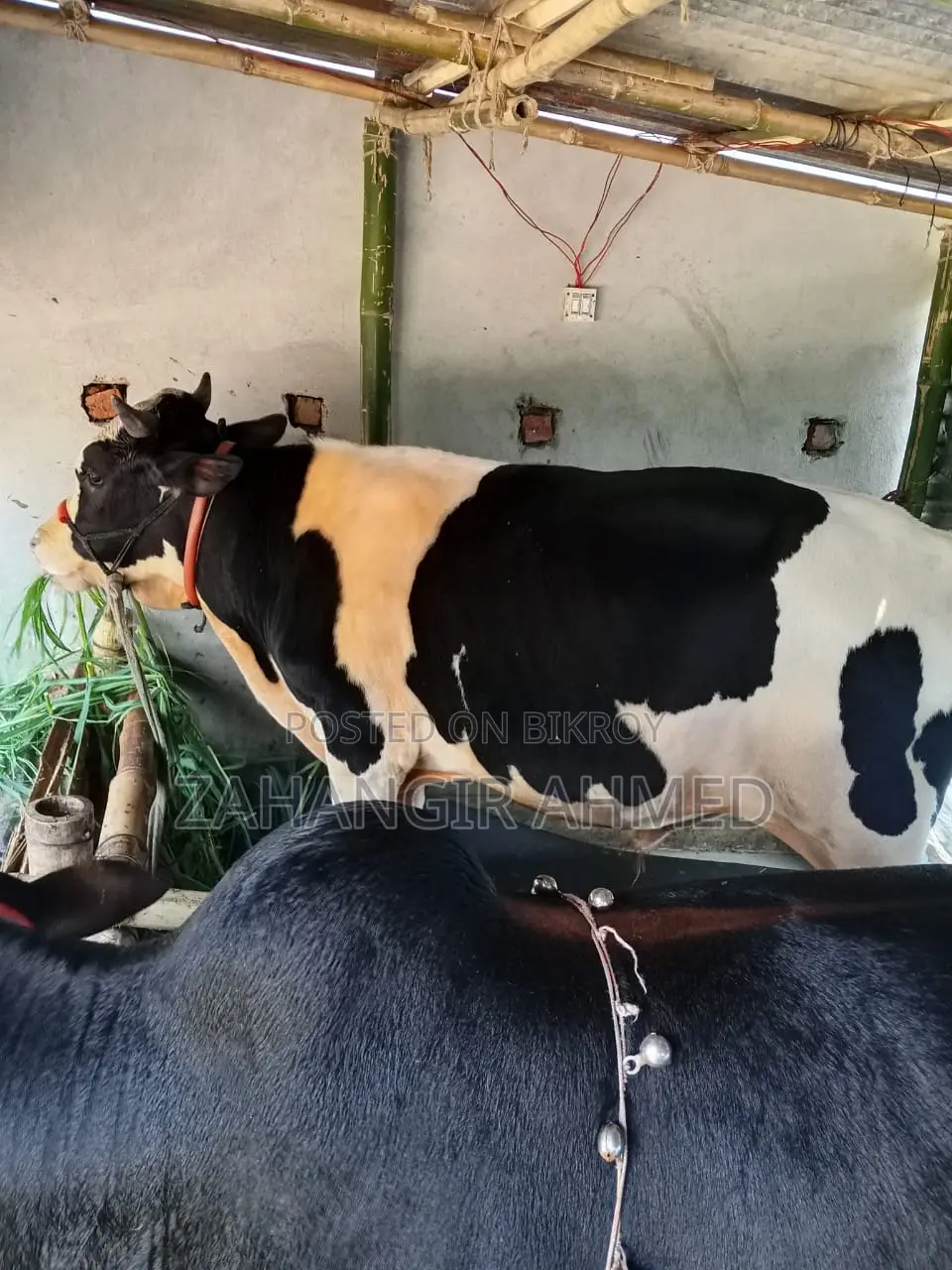Australian cow for sale, see details below