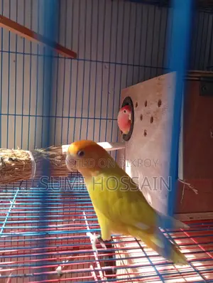 Running Lovebirds