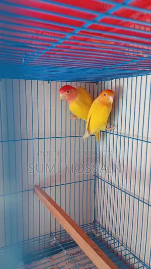 Running Lovebirds