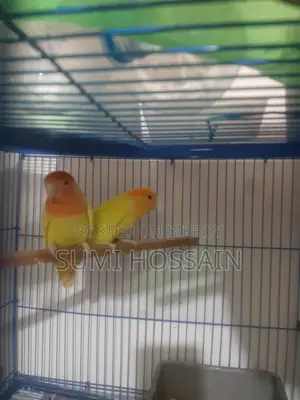Running Lovebirds