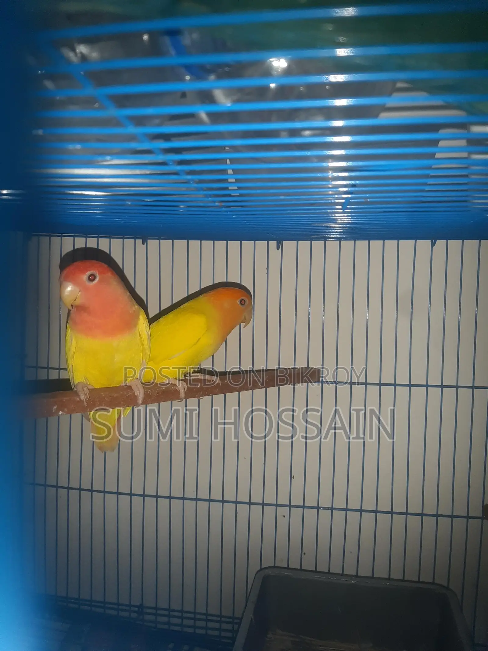 Running Lovebirds
