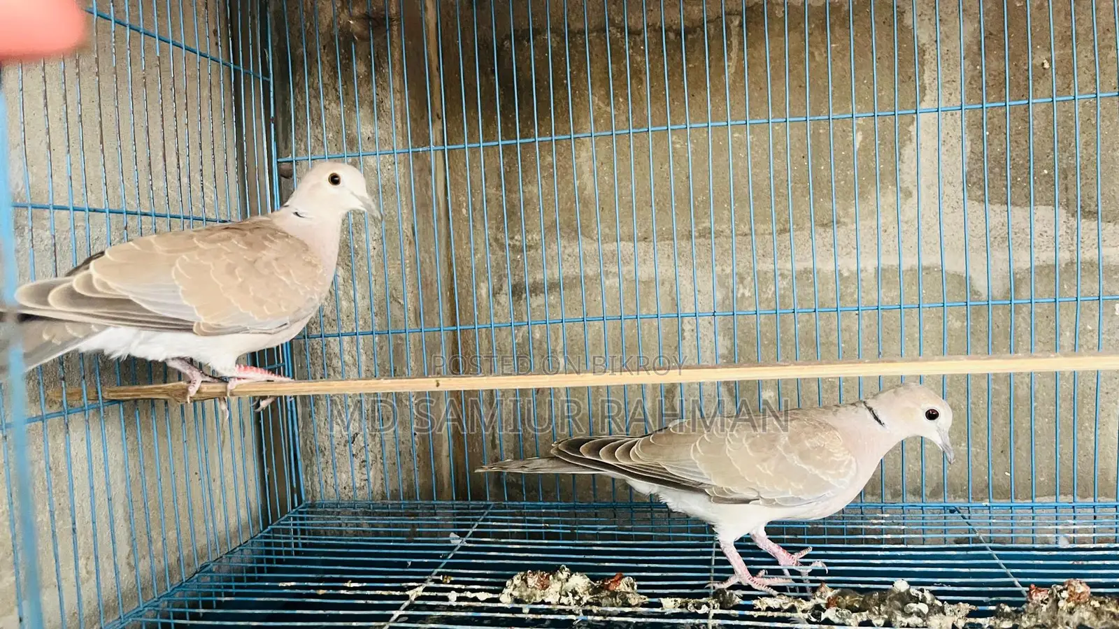 অস্ট্রেলিয়ান ঘুঘু ১ জোড়া