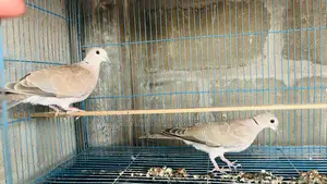 অস্ট্রেলিয়ান ঘুঘু ১ জোড়া