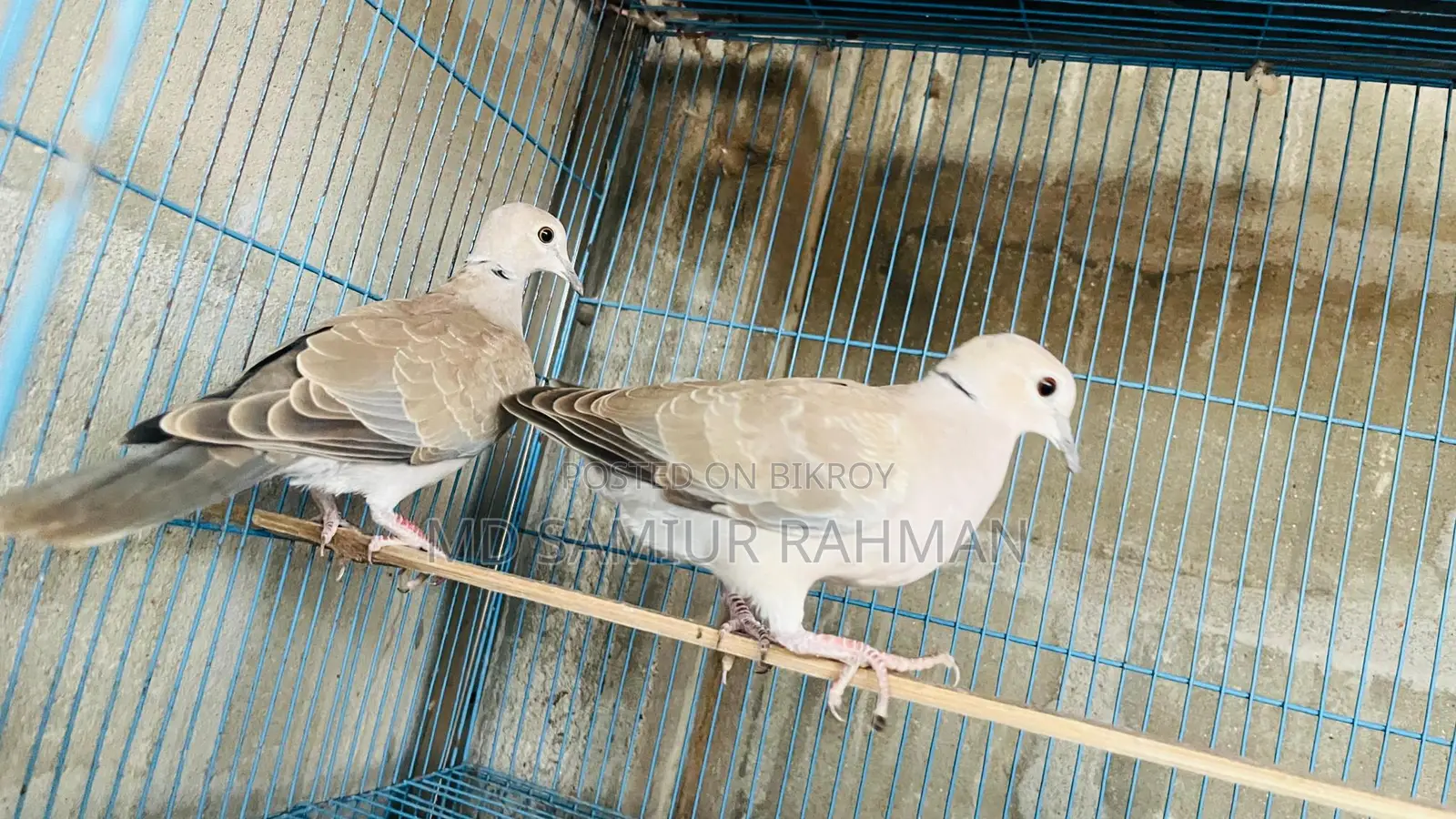 অস্ট্রেলিয়ান ঘুঘু ১ জোড়া