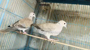 অস্ট্রেলিয়ান ঘুঘু ১ জোড়া