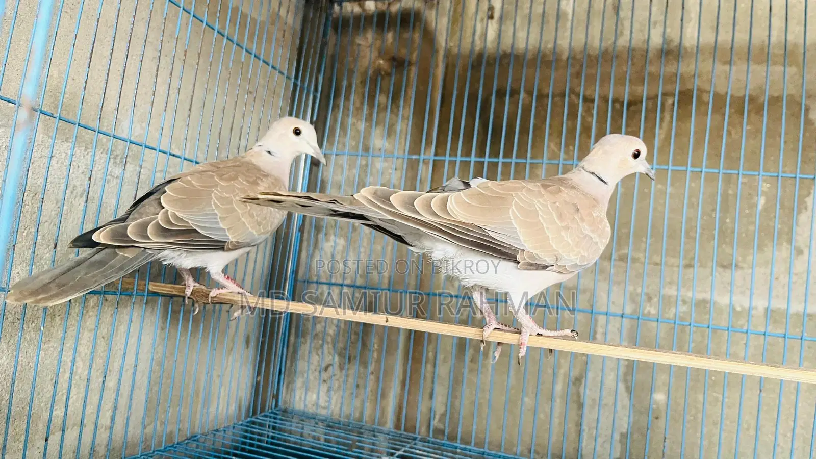 অস্ট্রেলিয়ান ঘুঘু ১ জোড়া