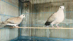 অস্ট্রেলিয়ান ঘুঘু ১ জোড়া