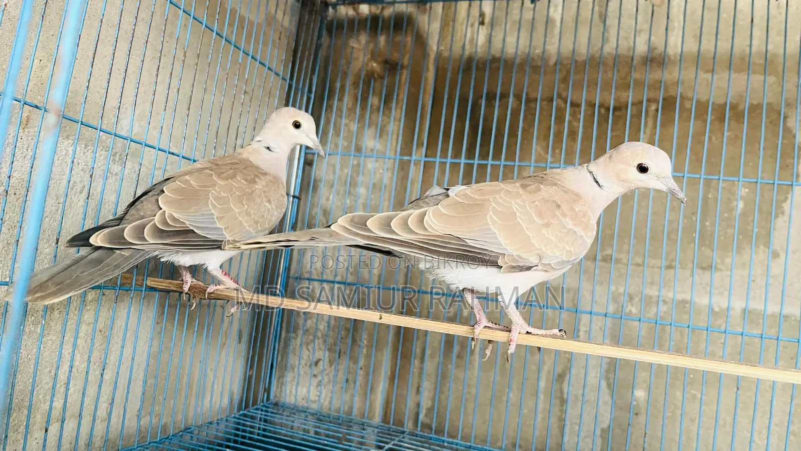 অস্ট্রেলিয়ান ঘুঘু ১ জোড়া