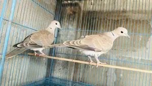 অস্ট্রেলিয়ান ঘুঘু ১ জোড়া