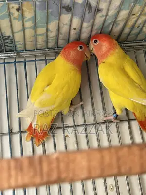 Love Bird