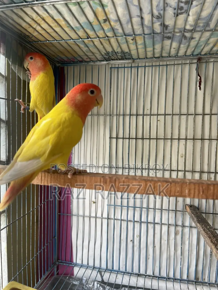 Love Bird