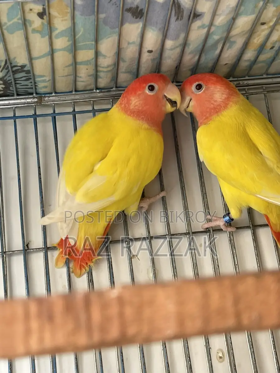 Love Bird
