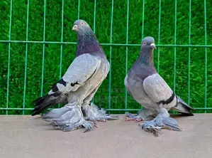 Rajshahi Giribaz Pigeons
