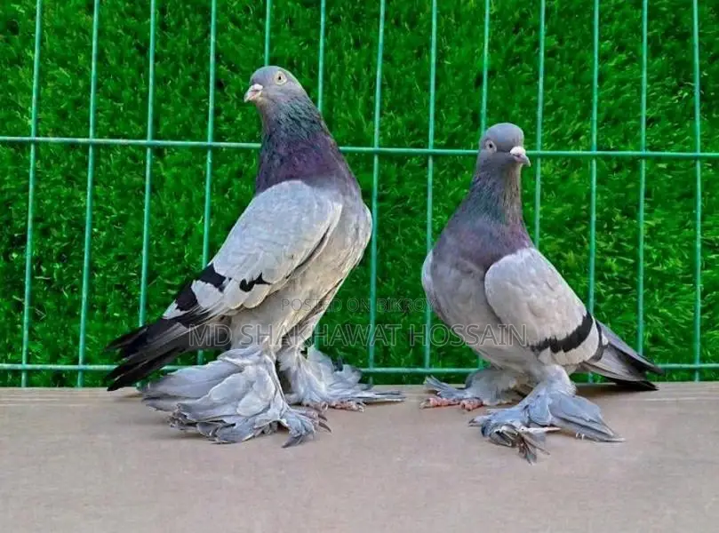 Rajshahi Giribaz Pigeons