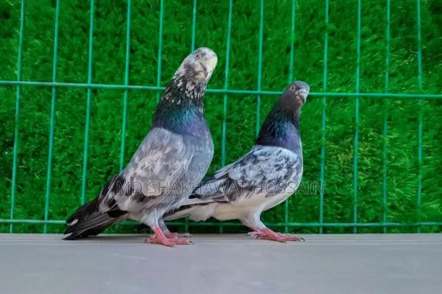 Rajshahi Giribaz Pigeons