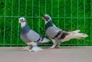 Rajshahi Giribaz Pigeons