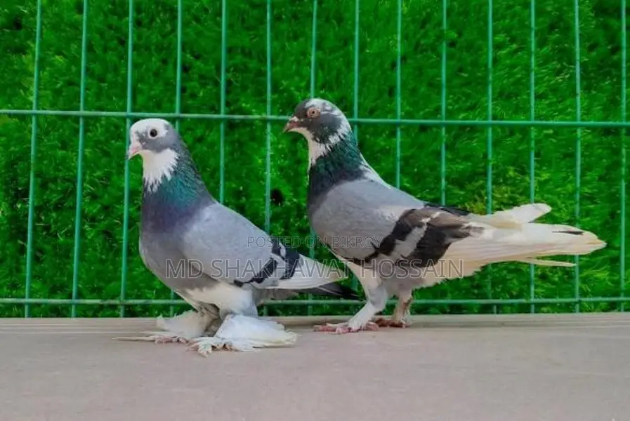 Rajshahi Giribaz Pigeons
