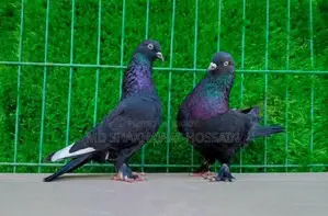 Rajshahi Giribaz Pigeons